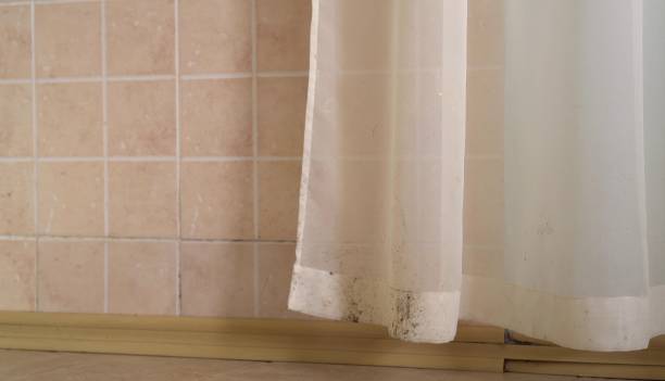 Best Basement Mold Removal  in Exmore, VA